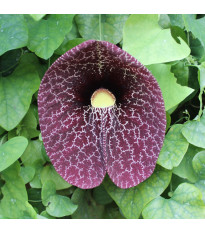 Podražec elegantní - Aristolochia elegans - semena podražce - 5 ks